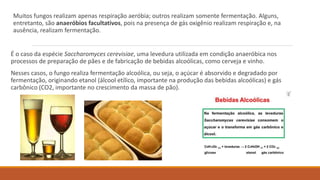 Muitos fungos realizam apenas respiração aeróbia; outros realizam somente fermentação. Alguns,
entretanto, são anaeróbios facultativos, pois na presença de gás oxigênio realizam respiração e, na
ausência, realizam fermentação.
É o caso da espécie Saccharomyces cerevisiae, uma levedura utilizada em condição anaeróbica nos
processos de preparação de pães e de fabricação de bebidas alcoólicas, como cerveja e vinho.
Nesses casos, o fungo realiza fermentação alcoólica, ou seja, o açúcar é absorvido e degradado por
fermentação, originando etanol (álcool etílico, importante na produção das bebidas alcoólicas) e gás
carbônico (CO2, importante no crescimento da massa de pão).
 