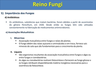 Fungos -2.ppt