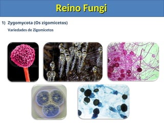 Reino Fungi
Reino Fungi
1) Zygomycota (Os zigomicetos)
Variedades de Zigomicetos
 