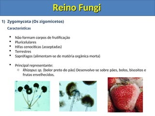 Reino Fungi
Reino Fungi
1) Zygomycota (Os zigomicetos)
Características
 Não formam corpos de frutificação
 Pluricelulares
 Hifas cenocíticas (asseptadas)
 Terrestres
 Saprófagos (alimentam-se de matéria orgânica morta)
 Principal representante:
o Rhizopus sp. (bolor preto do pão) Desenvolve-se sobre pães, bolos, biscoitos e
frutas envelhecidos.
 