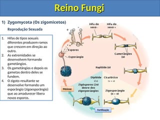 Reino Fungi
Reino Fungi
1) Zygomycota (Os zigomicetos)
Reprodução Sexuada
1. Hifas de tipos sexuais
diferentes produzem ramos
que crescem em direção ao
outro.
2. As extremidades se
desenvolvem formando
gametângios.
3. Os gametângios e depois os
gametas dentro deles se
fundem.
4. O zigoto resultante se
desenvolve formando um
esporângio (zigoesporângio)
que ao amadurecer libera
novos esporos.
Meiose
Fertilização
+
-
 