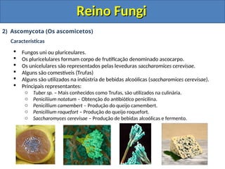 Reino Fungi
Reino Fungi
2) Ascomycota (Os ascomicetos)
Características
 Fungos uni ou pluriceulares.
 Os pluricelulares formam corpo de frutificação denominado ascocarpo.
 Os unicelulares são representados pelas leveduras saccharomices cerevisae.
 Alguns são comestíveis (Trufas)
 Alguns são utilizados na indústria de bebidas alcoólicas (saccharomices cerevisae).
 Principais representantes:
o Tuber sp. – Mais conhecidos como Trufas, são utilizados na culinária.
o Peniciliium notatum – Obtenção do antibiótico penicilina.
o Penicillium camembert – Produção do queijo camembert.
o Penicillium roquefort – Produção do queijo roquefort.
o Saccharomyces cerevisae – Produção de bebidas alcoólicas e fermento.
 