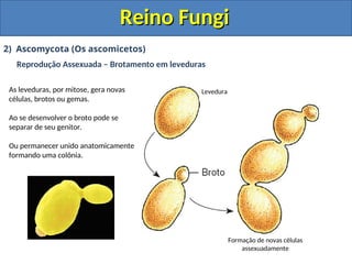 Reino Fungi
Reino Fungi
2) Ascomycota (Os ascomicetos)
Reprodução Assexuada – Brotamento em leveduras
As leveduras, por mitose, gera novas
células, brotos ou gemas.
Ao se desenvolver o broto pode se
separar de seu genitor.
Ou permanecer unido anatomicamente
formando uma colônia.
Formação de novas células
assexuadamente
Levedura
 