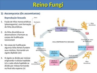 Reino Fungi
Reino Fungi
2) Ascomycota (Os ascomicetos)
Reprodução Sexuada
1. Fusão de hifas monocarióticas
(plasmogamia), com formação
de hifas dicarióticas.
2. As hifas dicarióticas se
desenvolvem e formam os
corpos de frutificação
(ascocarpo)
3. No corpo de frutificação
algumas hifas férteis fundem
seus núcleos, formando um
zigoto diplóide (2n)
4. O zigoto se divide por meiose
originando 4 células haplóide
(n) e cada célula haplóide se
divide por mitose formando
no final oito esporos (n)
 