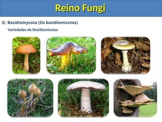 Reino Fungi
Reino Fungi
3) Basidiomycota (Os basidiomicetos)
Variedades de Basidiomicetos
 