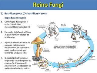 Reino Fungi
Reino Fungi
3) Basidiomycota (Os basidiomicetos)
Reprodução Sexuada
1. Germinação dos esporos e
fusão dos micélios
monocarióticos haplóides (n)
2. Formação de hifas dicarióticas
as quais formam o corpo de
frutificação.
3. Algumas hifas dicarióticas no
corpo de frutificação se
desenvolvem em basídios os
quais fundem os núcleos
formando um zigoto (2n).
4. O zigoto (2n) sofre meiose
originando 4 basidiósporos ou
esporos (n). Estes quando
amadurecem são liberados no
ambiente reiniciando o ciclo.
 