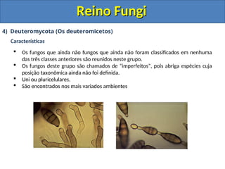 Reino Fungi
Reino Fungi
4) Deuteromycota (Os deuteromicetos)
Características
 Os fungos que ainda não fungos que ainda não foram classificados em nenhuma
das três classes anteriores são reunidos neste grupo.
 Os fungos deste grupo são chamados de “imperfeitos”, pois abriga espécies cuja
posição taxonômica ainda não foi definida.
 Uni ou pluricelulares.
 São encontrados nos mais variados ambientes
 