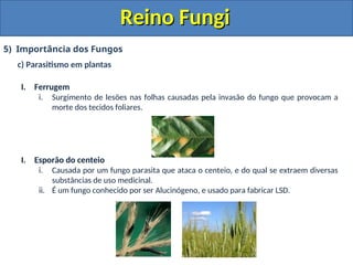 Reino Fungi
Reino Fungi
5) Importância dos Fungos
c) Parasitismo em plantas
I. Ferrugem
i. Surgimento de lesões nas folhas causadas pela invasão do fungo que provocam a
morte dos tecidos foliares.
I. Esporão do centeio
i. Causada por um fungo parasita que ataca o centeio, e do qual se extraem diversas
substâncias de uso medicinal.
ii. É um fungo conhecido por ser Alucinógeno, e usado para fabricar LSD.
 