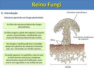 Reino Fungi
Reino Fungi
1) Introdução
Estrutura geral de um fungo pluricelular
Ou pode aparecer na superfície, caso em que
as hifas formam estruturas complexas,
denominadas corpos de frutificação, como
ocorre nos cogumelos e nas orelhas de pau.
As hifas são estruturas típicas dos fungos
pluricelulares.
As hifas surgem a partir dos esporos e crescem
juntas e emaranhadas, constituindo uma
massa de filamentos denominada micélio.
Nos fungos o micélio pode ficar escondido
abaixo da superfície do substrato (nutriente,
solo, etc.), formando um micélio extenso...
 