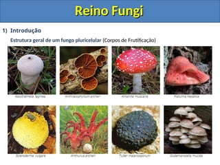Reino Fungi
Reino Fungi
1) Introdução
Estrutura geral de um fungo pluricelular (Corpos de Frutificação)
 