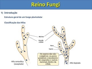 Reino Fungi
Reino Fungi
1) Introdução
Estrutura geral de um fungo pluricelular
Classificação das Hifas
Hifa cenocítica
(asseptada) Hifa Septada
 