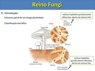 Reino Fungi
Reino Fungi
1) Introdução
Estrutura geral de um fungo pluricelular
Classificação das Hifas
núcleos haplóides geneticamente
diferentes, dentro da mesma hifa.
núcleos haplóides
geneticamente idênticos,
dentro da mesma hifa.
 