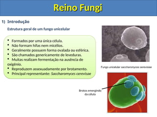 Reino Fungi
Reino Fungi
1) Introdução
Estrutura geral de um fungo unicelular
Fungo unicelular saccharomyces serevisiae
 Formados por uma única célula.
 Não formam hifas nem micélios.
 Geralmente possuem forma ovalada ou esférica.
 São chamados genericamente de leveduras.
 Muitas realizam fermentação na ausência de
oxigênio.
 Reproduzem assexuadamente por brotamento.
 Principal representante: Saccharomyces cerevisae
Brotos emergindo
da célula
 