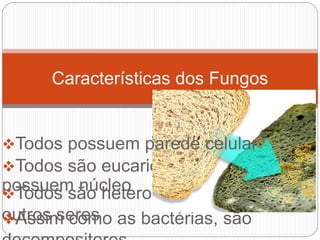 7º ano - 1º bimestre - Fungos | PPT