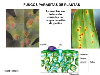 FUNGOS PARASITAS DE PLANTAS
As manchas nas
folhas são
causadas por
fungos parasitas
de plantas
PROFESSOR
 