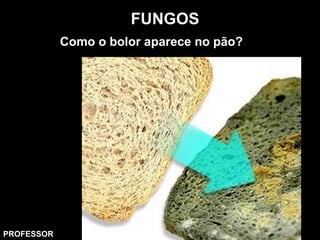 FUNGOS
Como o bolor aparece no pão?
PROFESSOR
 