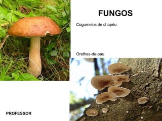 FUNGOS
Cogumelos de chapéu
Orelhas-de-pau
PROFESSOR
 