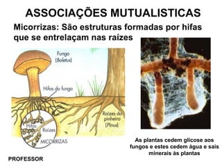 ASSOCIAÇÕES MUTUALISTICAS
Micorrizas: São estruturas formadas por hifas
que se entrelaçam nas raízes
PROFESSOR
As plantas cedem glicose aos
fungos e estes cedem água e sais
minerais às plantas
 