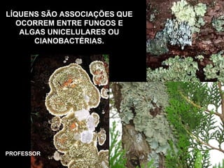 LÍQUENS SÃO ASSOCIAÇÕES QUE
OCORREM ENTRE FUNGOS E
ALGAS UNICELULARES OU
CIANOBACTÉRIAS.
PROFESSOR
 