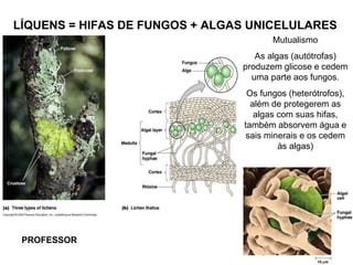 LÍQUENS = HIFAS DE FUNGOS + ALGAS UNICELULARES
Mutualismo
As algas (autótrofas)
produzem glicose e cedem
uma parte aos fungos.
Os fungos (heterótrofos),
além de protegerem as
algas com suas hifas,
também absorvem água e
sais minerais e os cedem
às algas)
PROFESSOR
 