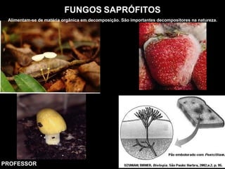 FUNGOS SAPRÓFITOS
Alimentam-se de matéria orgânica em decomposição. São importantes decompositores na natureza.
PROFESSOR
 