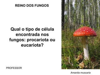 REINO DOS FUNGOS
Qual o tipo de célula
encontrada nos
fungos: procariota ou
eucariota?
PROFESSOR
Amanita muscaria
 