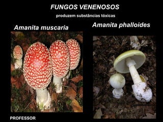 FUNGOS VENENOSOS
produzem substâncias tóxicas
Amanita muscaria Amanita phalloides
PROFESSOR
 