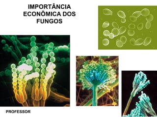 IMPORTÂNCIA
ECONÔMICA DOS
FUNGOS
PROFESSOR
 