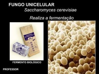 FUNGO UNICELULAR
Saccharomyces cerevisiae
Realiza a fermentação
FERMENTO BIOLÓGICO
PROFESSOR
 