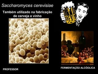 Saccharomyces cerevisiae
Também utilizado na fabricação
de cerveja e vinho
PROFESSOR
FERMENTAÇÃO ALCÓOLICA
 