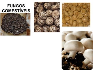 FUNGOS
COMESTÍVEIS
 