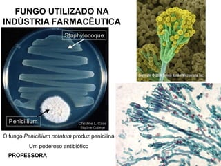 FUNGO UTILIZADO NA
INDÚSTRIA FARMACÊUTICA
O fungo Penicillium notatum produz penicilina
Um poderoso antibiótico
PROFESSORA
 