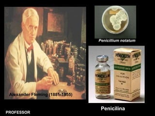 Penicillium notatum
Alexander Fleming (1881-1955)
PROFESSOR
Penicilina
 