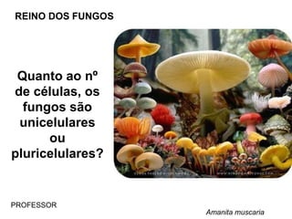 REINO DOS FUNGOS
Quanto ao nº
de células, os
fungos são
unicelulares
ou
pluricelulares?
PROFESSOR
Amanita muscaria
 