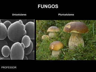 FUNGOS
Unicelulares Pluricelulares
PROFESSOR
 