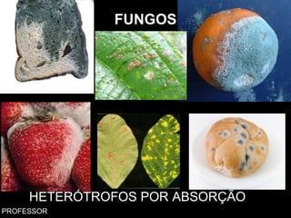 FUNGOS
HETERÓTROFOS POR ABSORÇÃO
PROFESSOR
 