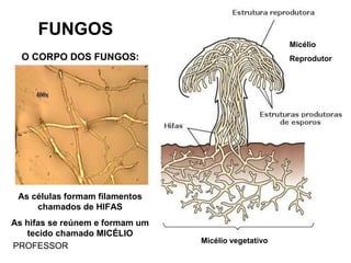 FUNGOS
O CORPO DOS FUNGOS:
As células formam filamentos
chamados de HIFAS
As hifas se reúnem e formam um
tecido chamado MICÉLIO
PROFESSOR
Micélio
Reprodutor
Micélio vegetativo
 