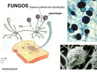 FUNGOS Esporos (células de reprodução)
esporângio
hifa
PROFESSOR
 