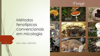 Métodos
fenotípicos
convencionais
em micologia
Alice Vilela, 2020-2021
 
