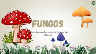 fungos
Mais próximos dos animais do que das
plantas.
 