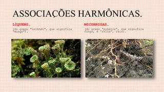 ASSOCIACÕES HARMÔNICAS.
LÍQUENS.
(do grego "leíkhēn", que significa
“musgo”).
MICORRIZAS.
(do grego “myketos”, que significa
fungo, e “rhiza”, raiz).
,
 
