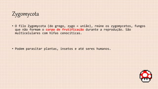 Zygomycota
• O filo Zygomycota (do grego, zygo = união), reúne os zygomycetos, fungos
que não formam o corpo de frutificação durante a reprodução. São
multicelulares com hifas cenocíticas.
• Podem parasitar plantas, insetos e até seres humanos.
 