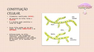 CONSTITUIÇÃO
CELULAR.
• Filamentos ramificados (HIFAS).
• Um conjunto de hifas forma o
MICÉLIO.
• É o micélio quem constitui o
corpo do fungo.
• Essas hifas podem ser de dois
tipos: As hifas CENOCÍTICAS e as
SEPTADAS.
• Diferenciando: As hifas
Cenocíticas são filamentos
contínuos preenchidos por uma
massa citoplasmática com centenas
de núcleos, já as septadas tem
septos.
 