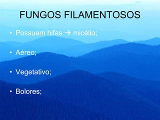 FUNGOS FILAMENTOSOS Possuem hifas    micélio; Aéreo; Vegetativo; Bolores; 