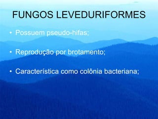 FUNGOS LEVEDURIFORMES Possuem pseudo-hifas; Reprodução por brotamento; Característica como colônia bacteriana; 