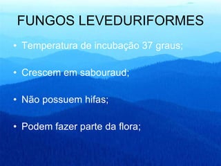 FUNGOS LEVEDURIFORMES Temperatura de incubação 37 graus; Crescem em sabouraud; Não possuem hifas; Podem fazer parte da flora; 
