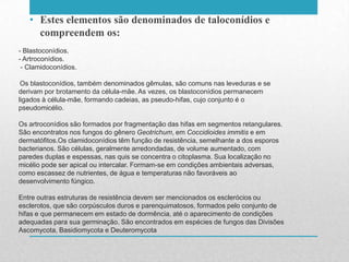 - Blastoconídios.
- Artroconídios.
- Clamidoconídios.
Os blastoconídios, também denominados gêmulas, são comuns nas leveduras e se
derivam por brotamento da célula-mãe. As vezes, os blastoconídios permanecem
ligados à célula-mãe, formando cadeias, as pseudo-hifas, cujo conjunto é o
pseudomicélio.
Os artroconídios são formados por fragmentação das hifas em segmentos retangulares.
São encontratos nos fungos do gênero Geotrichum, em Coccidioides immitis e em
dermatófitos.Os clamidoconídios têm função de resistência, semelhante a dos esporos
bacterianos. São células, geralmente arredondadas, de volume aumentado, com
paredes duplas e espessas, nas quis se concentra o citoplasma. Sua localização no
micélio pode ser apical ou intercalar. Formam-se em condições ambientais adversas,
como escassez de nutrientes, de água e temperaturas não favoráveis ao
desenvolvimento fúngico.
Entre outras estruturas de resistência devem ser mencionados os esclerócios ou
esclerotos, que são corpúsculos duros e parenquimatosos, formados pelo conjunto de
hifas e que permanecem em estado de dormência, até o aparecimento de condições
adequadas para sua germinação. São encontrados em espécies de fungos das Divisões
Ascomycota, Basidiomycota e Deuteromycota
• Estes elementos são denominados de taloconídios e
compreendem os:
 