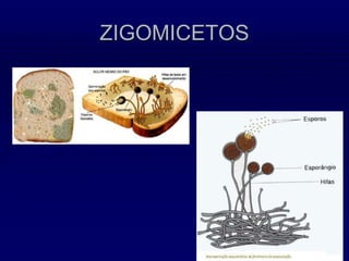 ZIGOMICETOS
 