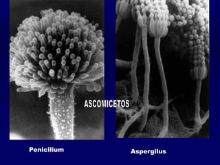 Penicilium Aspergilus
 