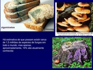 Há estimativa de que possam existir cerca
de 1.5 milhões de espécies de fungos em
todo o mundo, mas apenas,
aproximadamente, 14% são atualmente
conhecida
zigomicetos
 